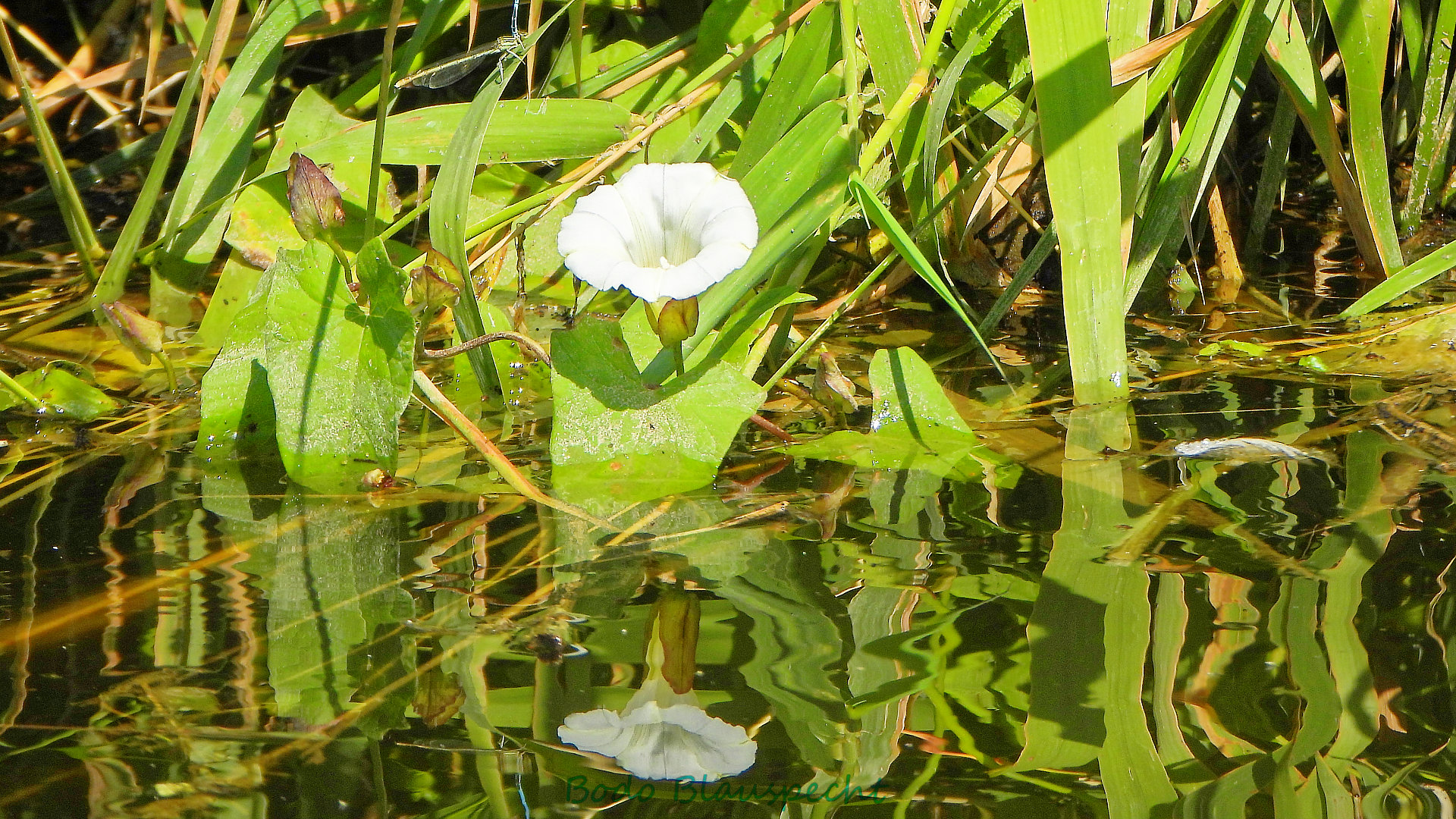 Pflanzen   Steveraue   2020.07.13 11.46 24 HD
